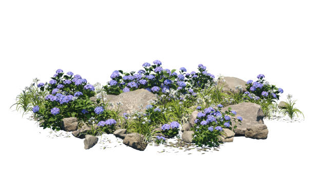 istock Bigleaf Hydrangea flower and the rocks isolated on white background. 1419036167