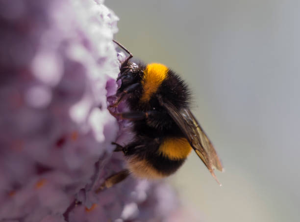 Bumble Bee Bumble bee polinating a pink flower woodward stock pictures, royalty-free photos & images