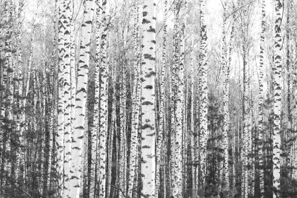 istock Young birches with black and white birch bark in winter 1419037497
