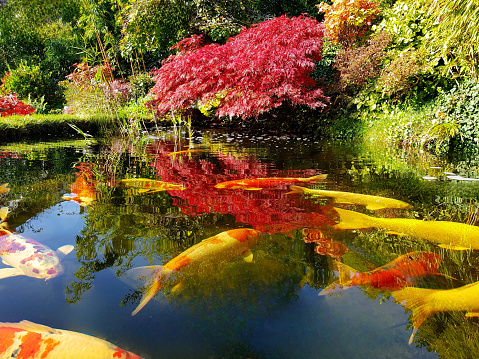 Japanese garden with big koi fish in the pond.