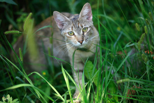 istock Portrait of grey wild cat 1419048214
