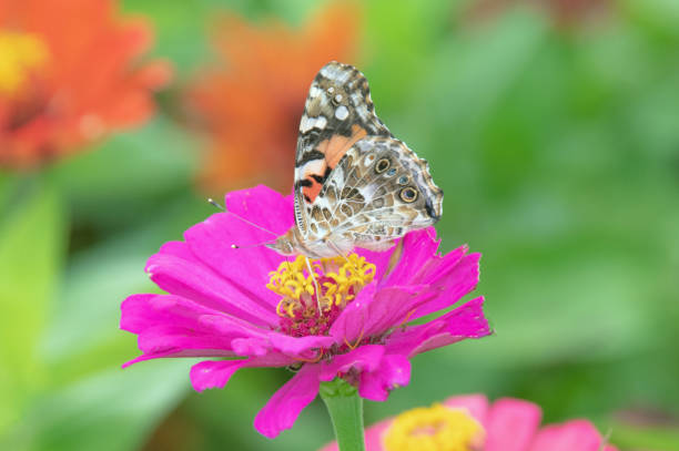 Butterfly-Painted Lady-Howard County, Indiana