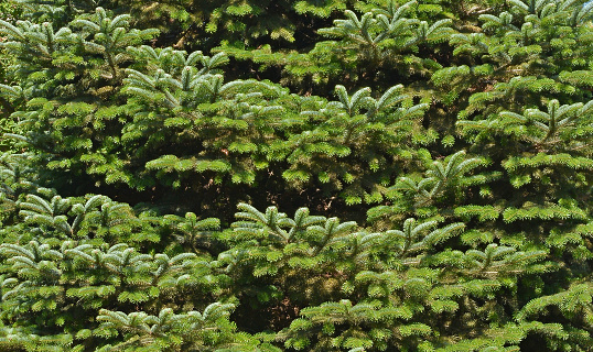 Fir tree brunch in the forest close up. Natural background