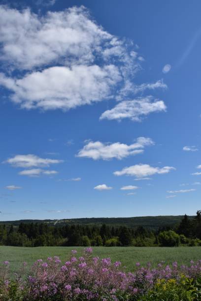 Sous un ciel bleu Under a blue sky, Sainte-Apolline, Quebec, Canada ciel bleu stock pictures, royalty-free photos & images