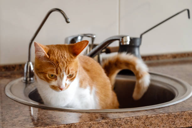 istock Funny red cat sitting in kitchen sink 1419058831