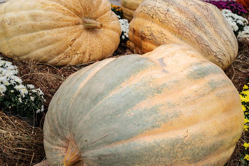 Big harvested pumpkins on hay at autumn farmer festival