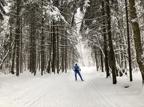 Skier skiing among snow-covered fir trees in the forest. Winter sport and active healthy lifestyle