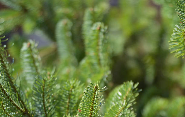 istock Fir tree brunch in the forest close up. Natural background 1419061155
