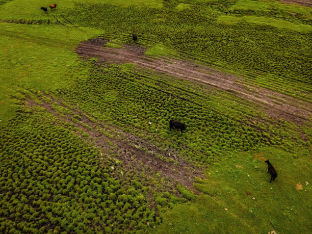 istock Rural Wisconsin Farm with Cows in the Field 1419063321