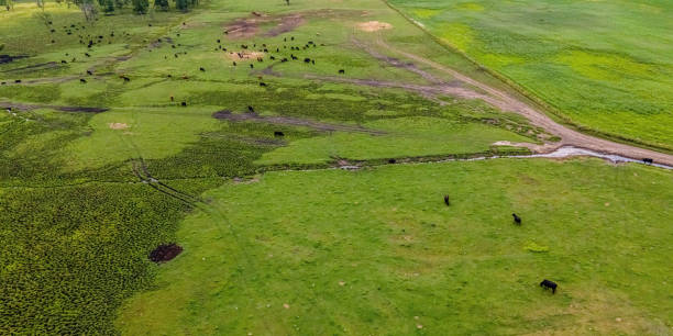 Rural Wisconsin Farm with Cows in the Field