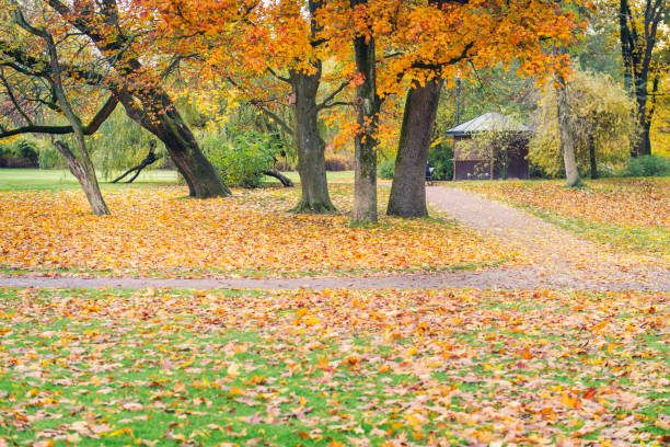 istock Autumn park with beautiful trees 1419064054