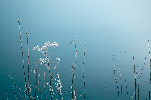 Frosted plants on the shore of lake. Macro image, shallow depth of field. Winter nature background