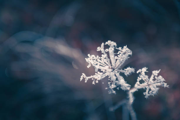istock Frosted plants in autumn forest. Macro image 1419064260