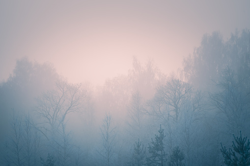Frost-covered trees in winter forest at foggy sunrise. Abstract winter nature background