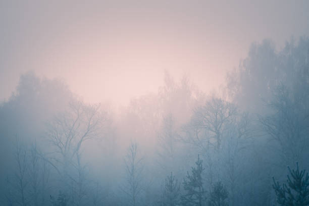frost-covered trees in winter forest at foggy sunrise. - fog tree purple winter imagens e fotografias de stock