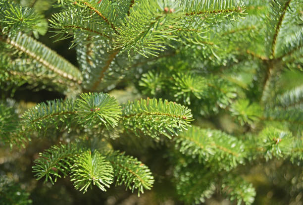 istock Fir tree brunch in the forest close up. Natural background 1419064668