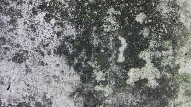 Grey grunge concrete wall texture with fungus. Abstract shapes of green mold