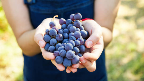 istock Holding bunches of red grapes in hand 1419072179