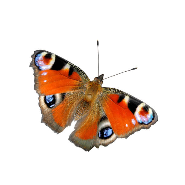 istock European Peacock butterfly isolated on white 1419072231