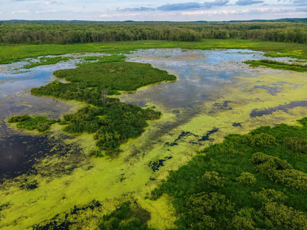 istock Natural Wilderness in Wisconsin away from mankind 1419072395