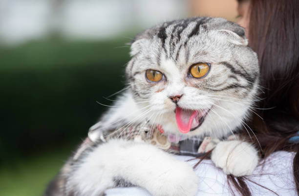 istock Scottish Fold cat was carrying by owner. 1419073855