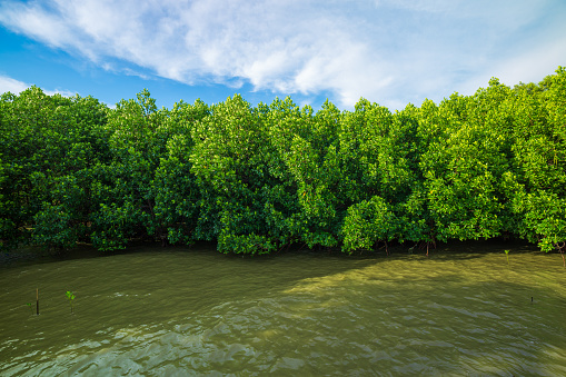 Mangrove forests and coastlines,Red mangrove forest and shallow waters in a Tropical island ,Mangrove Forest, Mangrove Tree, Root, Red, Tree