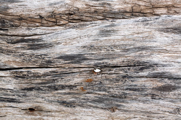 istock macro wood texture,Old natural gray washed light wood texture or wood background for interior or exterior design with copy space for text or close up tree images. vintage wood kitchen macro material 1419074942