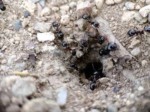 Swarm of Ants, Ant Nest , Working