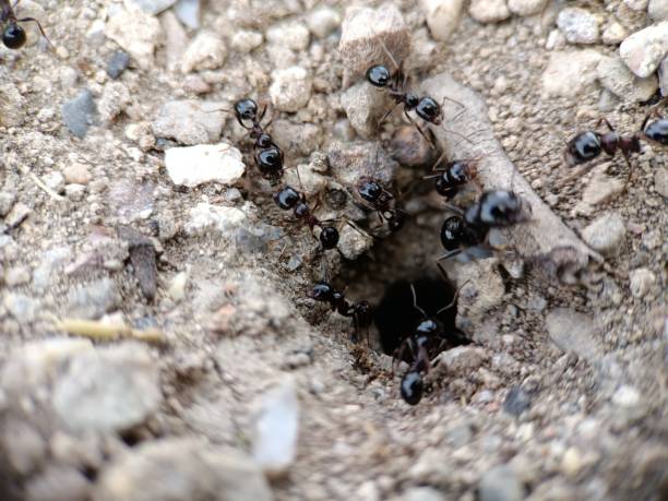 Swarm of Ants, Ant Nest Swarm of Ants, Ant Nest , Working ant colony swarm of insects pest stock pictures, royalty-free photos & images
