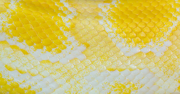 istock golden yellow python skin texture,close up view of golden python (Python bivittatus) skin texture,Scales of a golden python ,Texture. The skin of a live yellow snake with white stripes. 1419075187