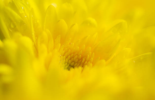 istock Yellow macro flower background,Yellow chrysanthemum petals macro shot 1419076537
