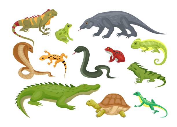 wildes reptil. amphibie und eidechse. tropischer reptilien. krokodil und schildkröte. leguan oder gecko. salamander tier. kobra-schlange. alligator oder kaiman. vektorillustration reptilien set - lizard stock-grafiken, -clipart, -cartoons und -symbole