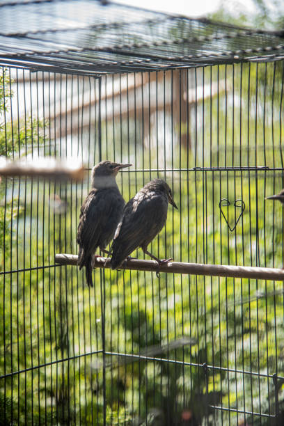 istock Pair of young starlings in recuperation 1419077680