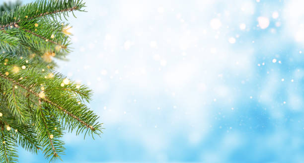 winter or christmas tree background. - december imagens e fotografias de stock