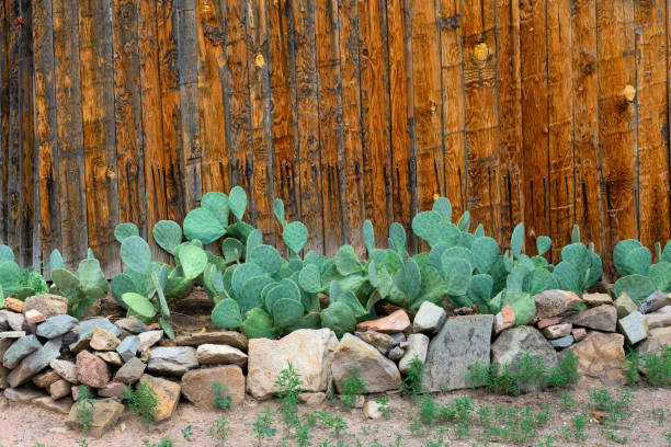 Cactuses (Cacti) in front of textured wooden fence at home on the intersection of Santo Drive and River Street in Los Cerrollos, New Mexico
