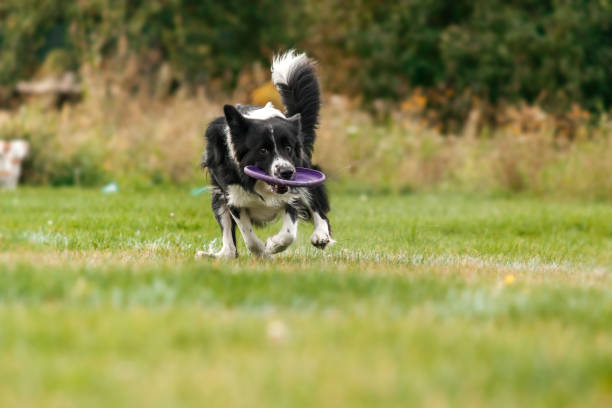 istock Dog catching flying disk in jump, pet playing outdoors in a park. sporting event, achievement in sport 1419080003