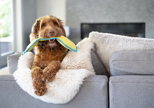 Cute dog with toy in mouth while hanging with paws over the sofa.