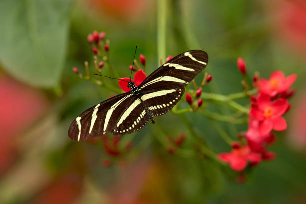 istock Beautiful butterfly Zebra Longwing, Heliconius charitonius. Butterfly with red flower bloom in the tropic jungle, green vegetation. Nice insect from Costa Rica in the green forest. 1419081159