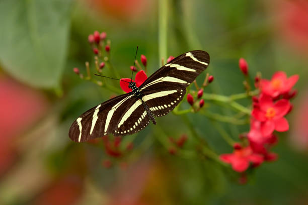 Beautiful butterfly Zebra Longwing, Heliconius charitonius. Butterfly with red flower bloom in the tropic jungle, green vegetation. Nice insect from Costa Rica in the green forest. stock photo