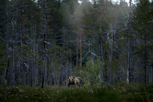 Misty forest with brown bear, Finland. stock photo