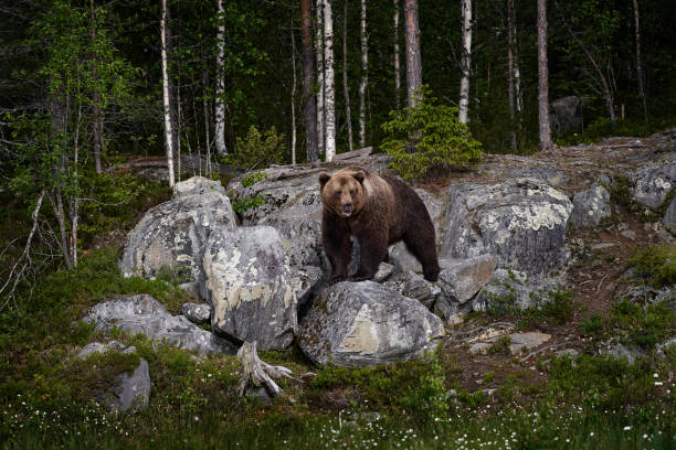 Brown bear in the rocky forest. Big animal with stones in wood, Kuhmo in Finland, Europe. Nature wildlife. stock photo