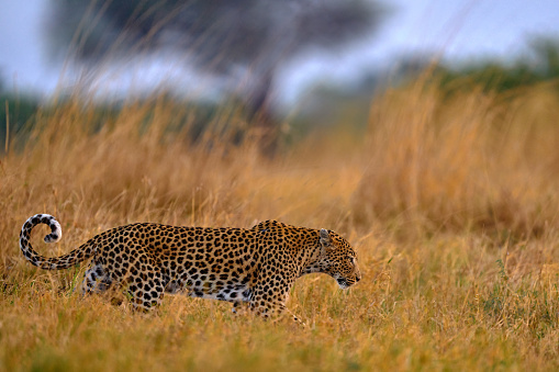 Travelers on Safari watching a Cheetah Family. Ngorongoro Conservation Area, Tanzania, Africa