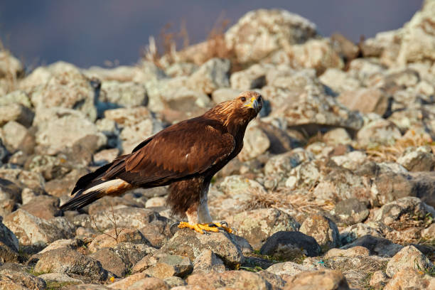 Golden eagle,walking between the stone, Rhodopes mountain, Bulgaria. Eagle, evening light, brown bird of prey with big wingspan. Cow carcass on the rock with eagle, sunset.