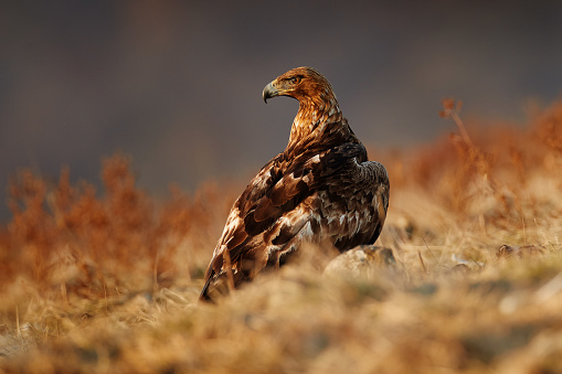 Golden eagle,walking between the stone, Rhodopes mountain, Bulgaria. Eagle, evening light, brown bird of prey with big wingspan. Cow carcass on the rock with eagle, sunset.