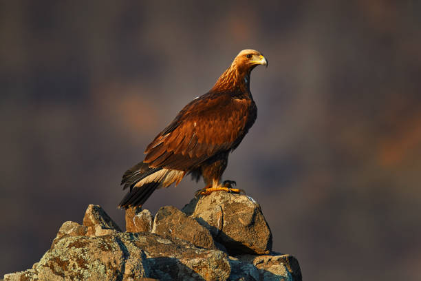 istock Golden eagle,walking between the stone, Rhodopes mountain, Bulgaria. Eagle, evening light, brown bird of prey with big wingspan. Cow carcass on the rock with eagle, sunset. 1419081319