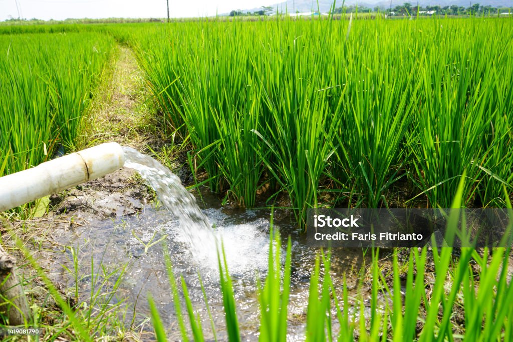 Irrigatin On Rice Irrigation Of Rice Fields Using Pump Stock Photo - Download Image Now ...