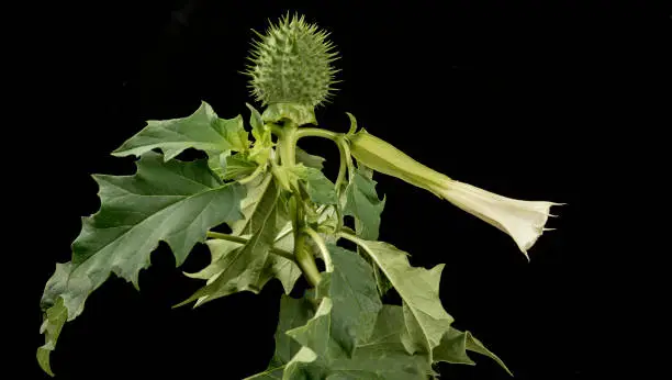 Fruit and flower of Angel's trumpet flower also cllad Common Thornapple
