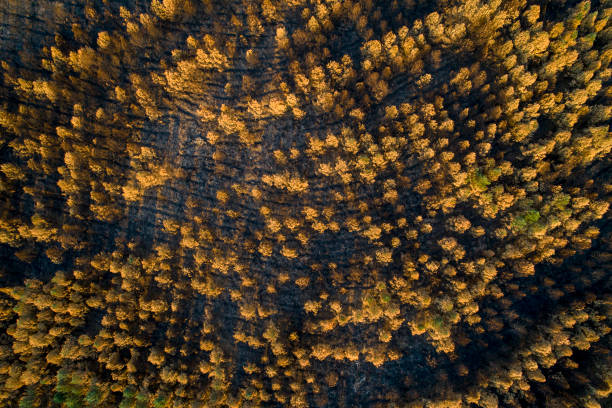 istock aerial view of a forest burnt by a forest fire 1419082187