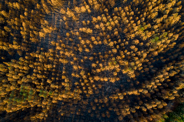 istock aerial view of a forest burnt by a forest fire, ecology concept 1419082199