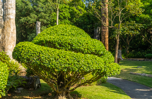 large bonsai banyan tree in Park